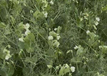 Groch SALAMANCA zbiór 2025 czyszczony