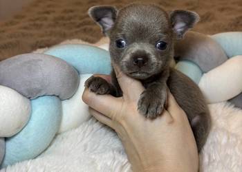 Chihuahua krótkowłosy piesek liliowy badania DNA