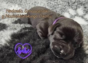 Sznaucer Miniaturowy Czarny szczenięta