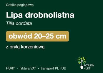 Lipa drobnolistna (Tilia cordata) obwód 20-25 cm, z bryłą – HURT