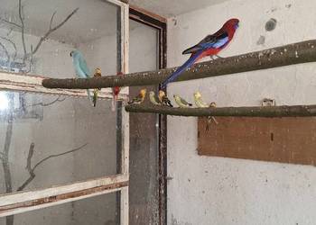 Sprzedam papugi świergotki