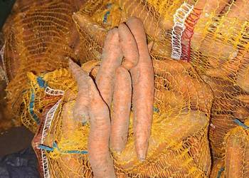 Marchewka