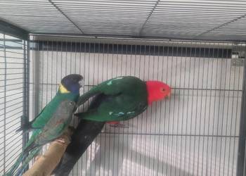 Świergotka wielobarwna