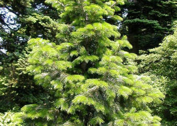 JODŁA NEPALSKA Abies pindrow - NASIONA 250 sztuk - 10g.