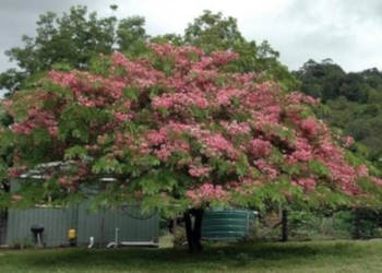 CASSIA MARGINATA Cassia marginata - NASIONA 100g