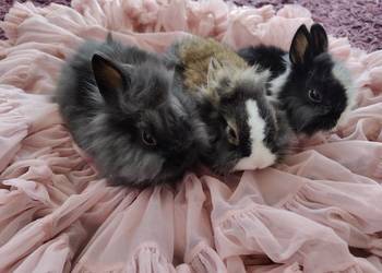 Królik miniaturka karzelek Teddy