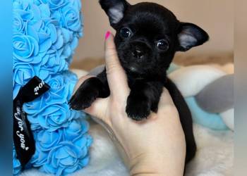 Piesek czarny krótkowłosy chihuahua badania DNA rodowód