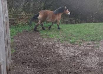 Sprzedam klacz zimnokwista 3 letnia zrebna