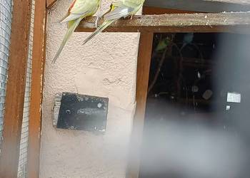 Sprzedam parę papug