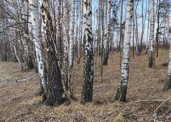 Sok z brzozy (oskoła) 1,5 l