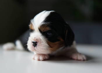 Szczenięta Cavalier King Charles Spaniel