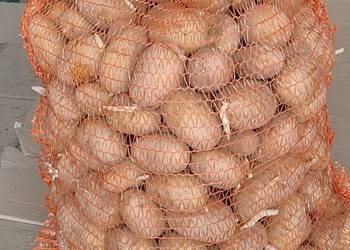 Ziemniaki wczesne Piwonia i Bellarosa