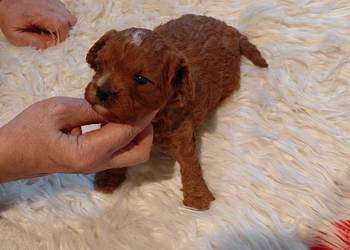 Cavapoo - suczka red do razerwacji