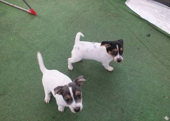 szczeniaki suczki Jack Russell Terrier