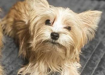 Yoreczka  - Mała cudowna piękność