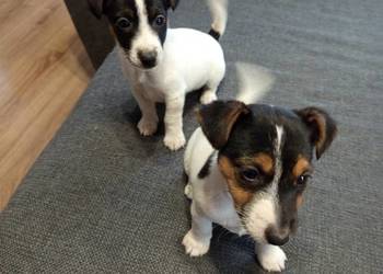 Jack Russell Terrier