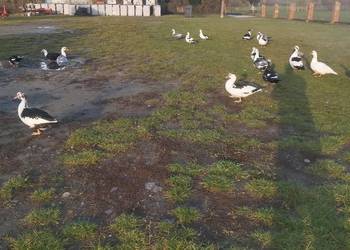 Sprzedam kaczki francuskie