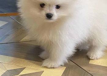 SZPIC MINIATUROWY POMERANIAN ŚLICZNY MALUTKI BIAŁY PIESEK