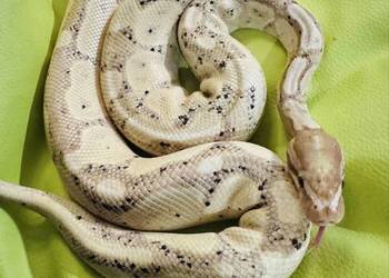 Dorosły Pyton Regius banana samiec