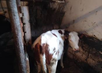 Sprzedam jałówkę sm