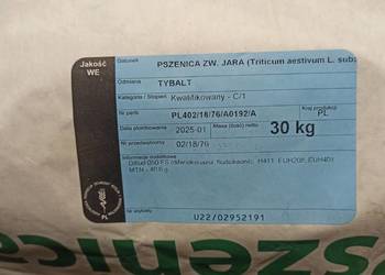 Przenica jara TYBALT