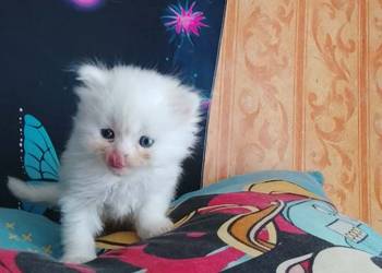 Kotki gotowe do zamieszkania w nowym domu