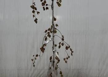 Fagus syl. "Purpurea Pendula"