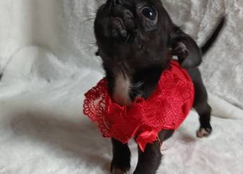 Chihuahua dziewczynka xxs krótkowłosa suczka