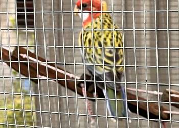 ? Młoda rozella białolica – piękna i zdrowa! ?