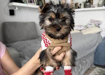 Piękna suczka Yorka