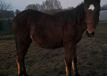 Dafelia JS 08.04.2024r.