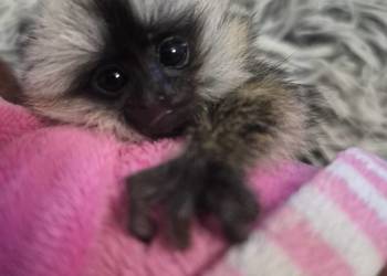 Marmozeta geoffroy