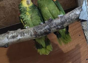 Sprzedam Amazonki Oratriksy