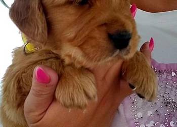 Golden Retriever ciemno złote maluchy