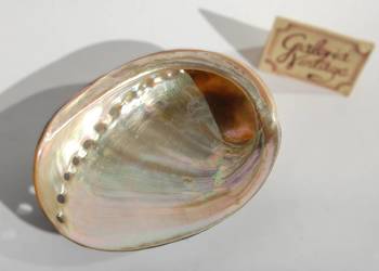 Muszla morska abalone, paua polerowana 8,6 cm marynistyka
