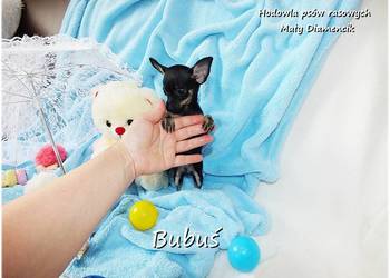 Mini Piesek BUBUŚ Ratlerek XS! Pinczer miniaturowy +Rodowód Do Odbioru