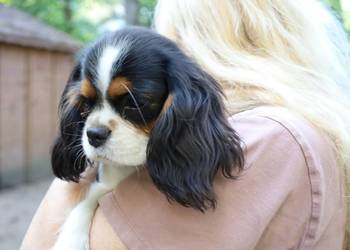 Cavalier King Charles Spaniel- suczka FCI Czeladź