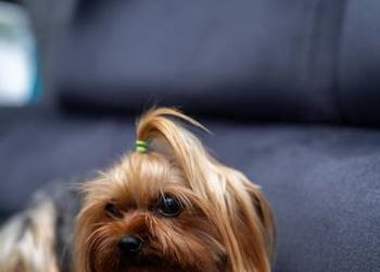 Yorkshire suczka 3 letnia