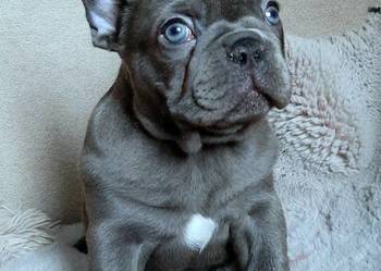 Buldog francuski dziewczynka