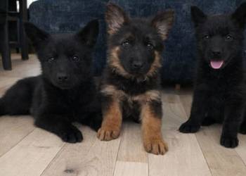 Owczarek Niemiecki długowłosy