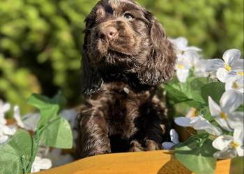 Wyjątkowy czekoladowy  piesek Cocker Spaniel Angielski z rodowodem