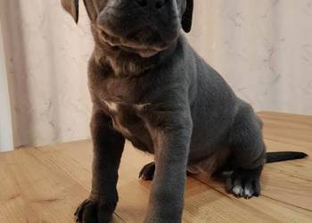 Cane Corso Italiano