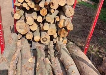 drewno kominkowe buk