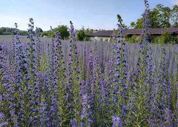 Żmijowiec zwyczajny (Echium vulgare)