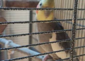 PAPUGA NIMFA SAMCZYK