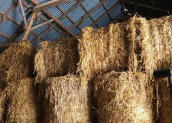 Słoma 120x120 żytnia i pszenżytnia