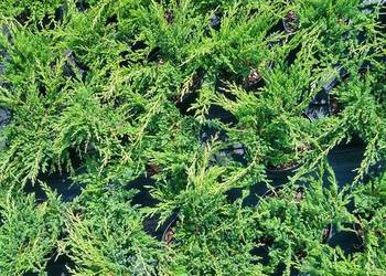 Jałowiec Płożący Prince of Wales