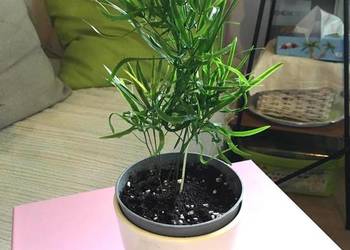 Asparagus