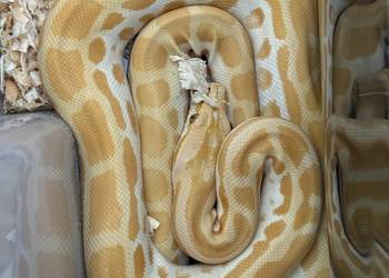 Pyton tygrysi birmański albino pastel młody 6 miesięczny 75cm możliwy dowóz