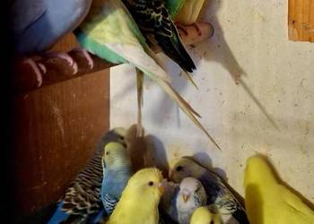 Piękne papuzki  faliste  i tęczowe Piękne papuzki  faliste  i tęczowe